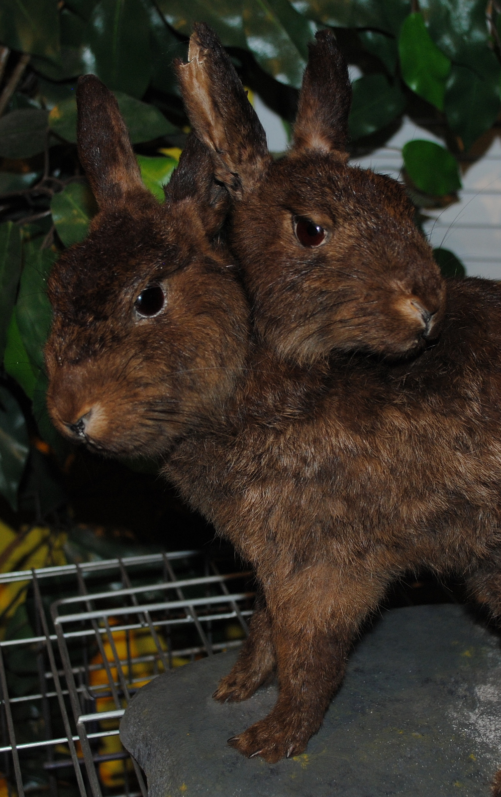 The Carpetbagger: Creepy Rabbits