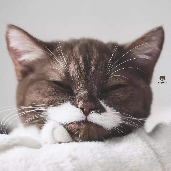 Meet Gringo, The Adorable Moustached Cat That Won Our Hearts
