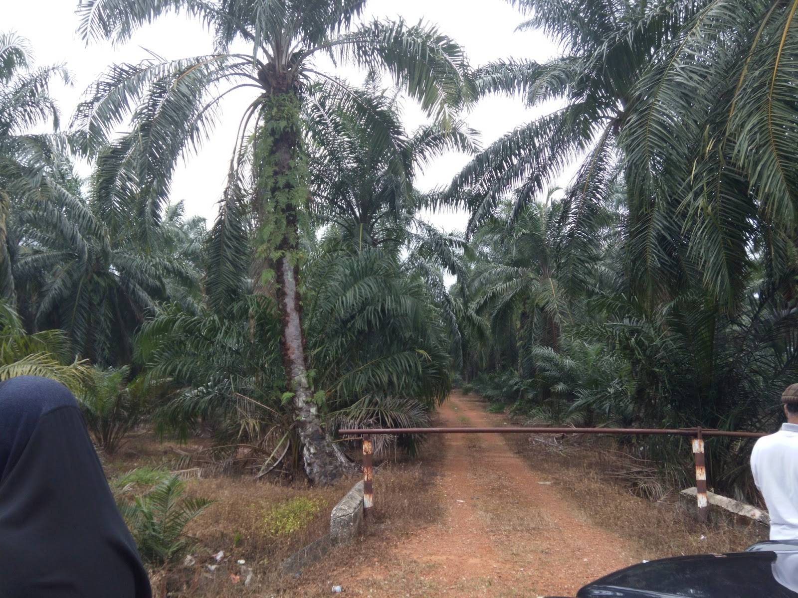 Tanah Lot Strategik: TANAH 5 EKAR UNTUK DIJUAL DI IJOK