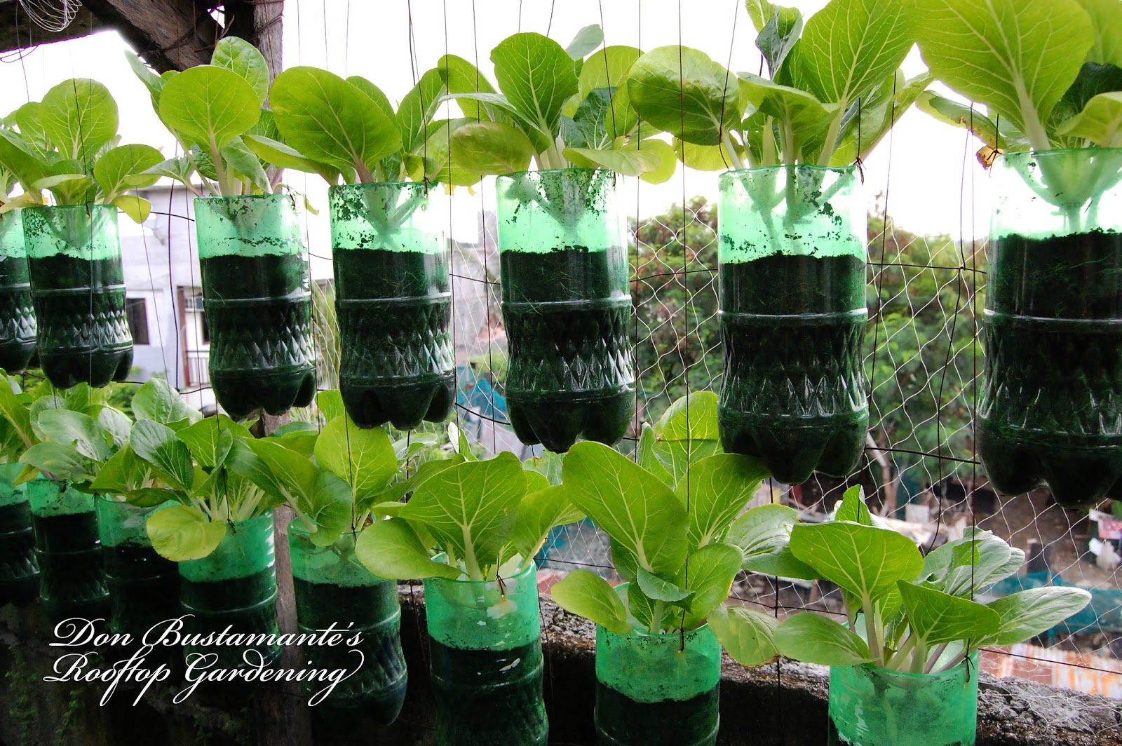 Don Bustamante's Rooftop Garden Pechay In Citrus Plastic Bottle