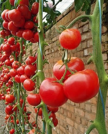 Roşiile modificate genetic - aliment sau otravă?