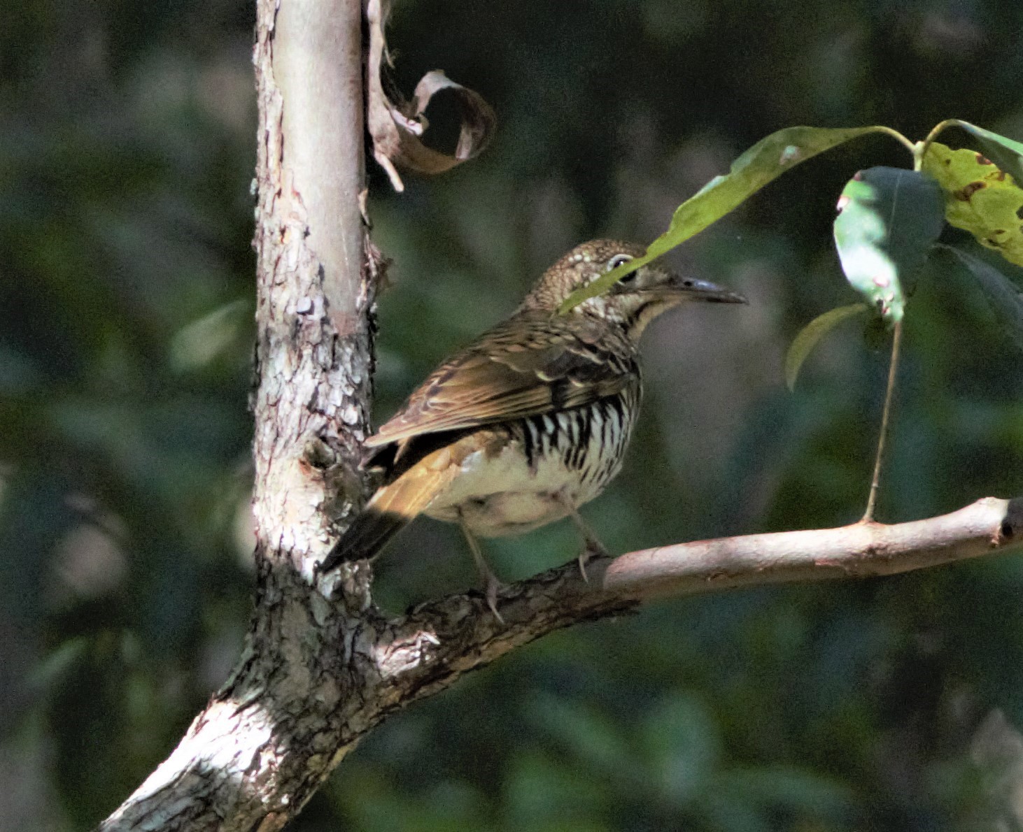 sunshinecoastbirds Russettailed Thrush & Bassian Thrush in SouthEast Queensland