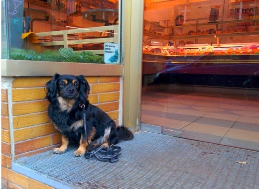 35 Pictures of Dogs Waiting For Their Owners Patiently Outside Shops
