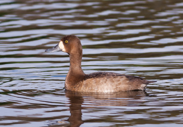 Scaup - Colwyn Bay, Wales