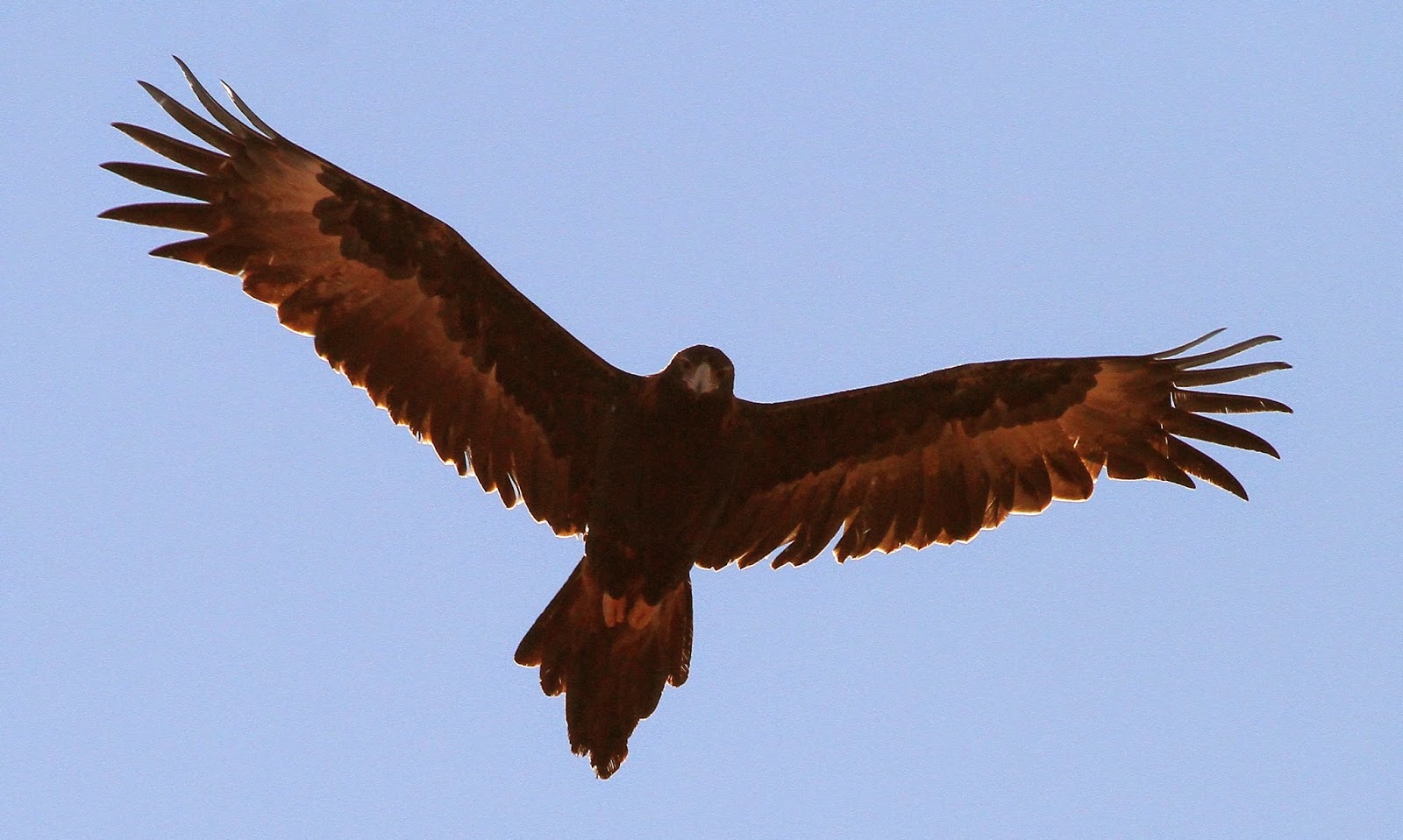 Australian Wedge Tailed Eagle