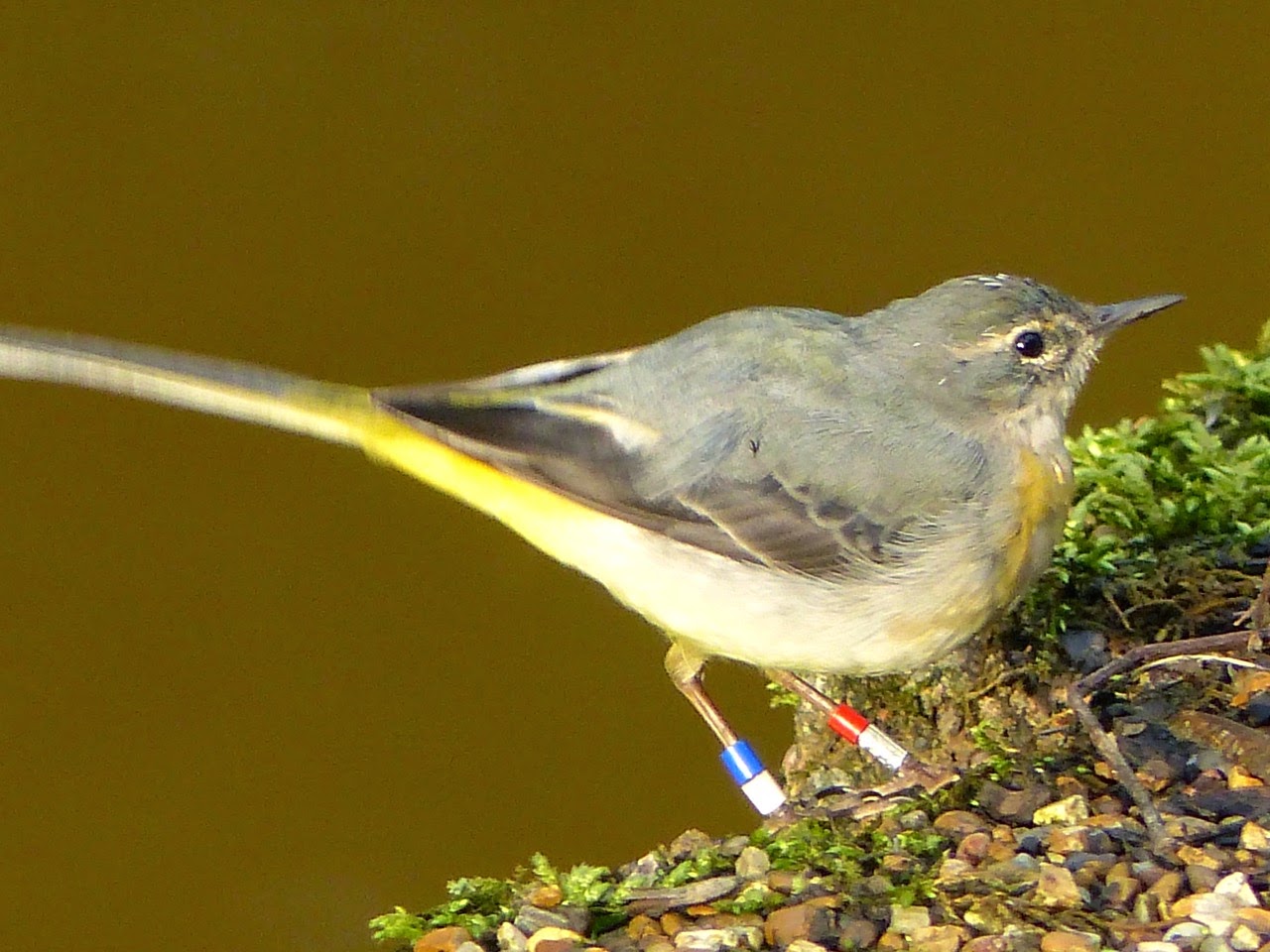 Grey Wagtail  Worsley, Greater Manchester March 2015 (Ann Ord Sykes)