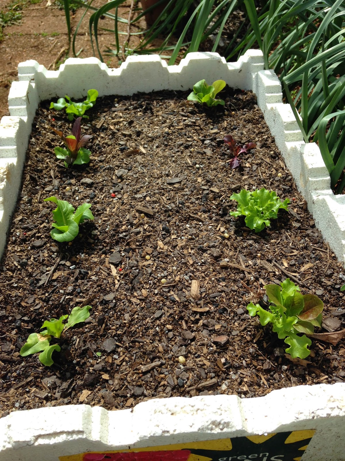 My Veggie Garden Planting Lettuce in a Styrofoam Box/Pot/Container.