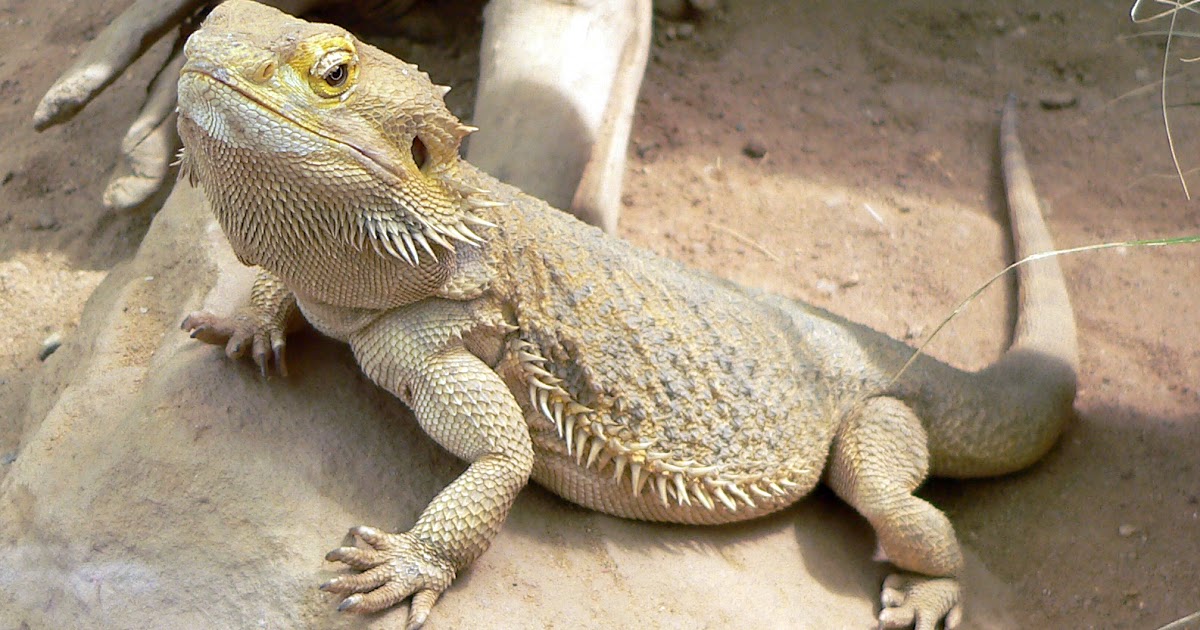 Yang Lebih Mudah Dipelihara: Bunglon atau Iguana? | Drh. Fira Sovica