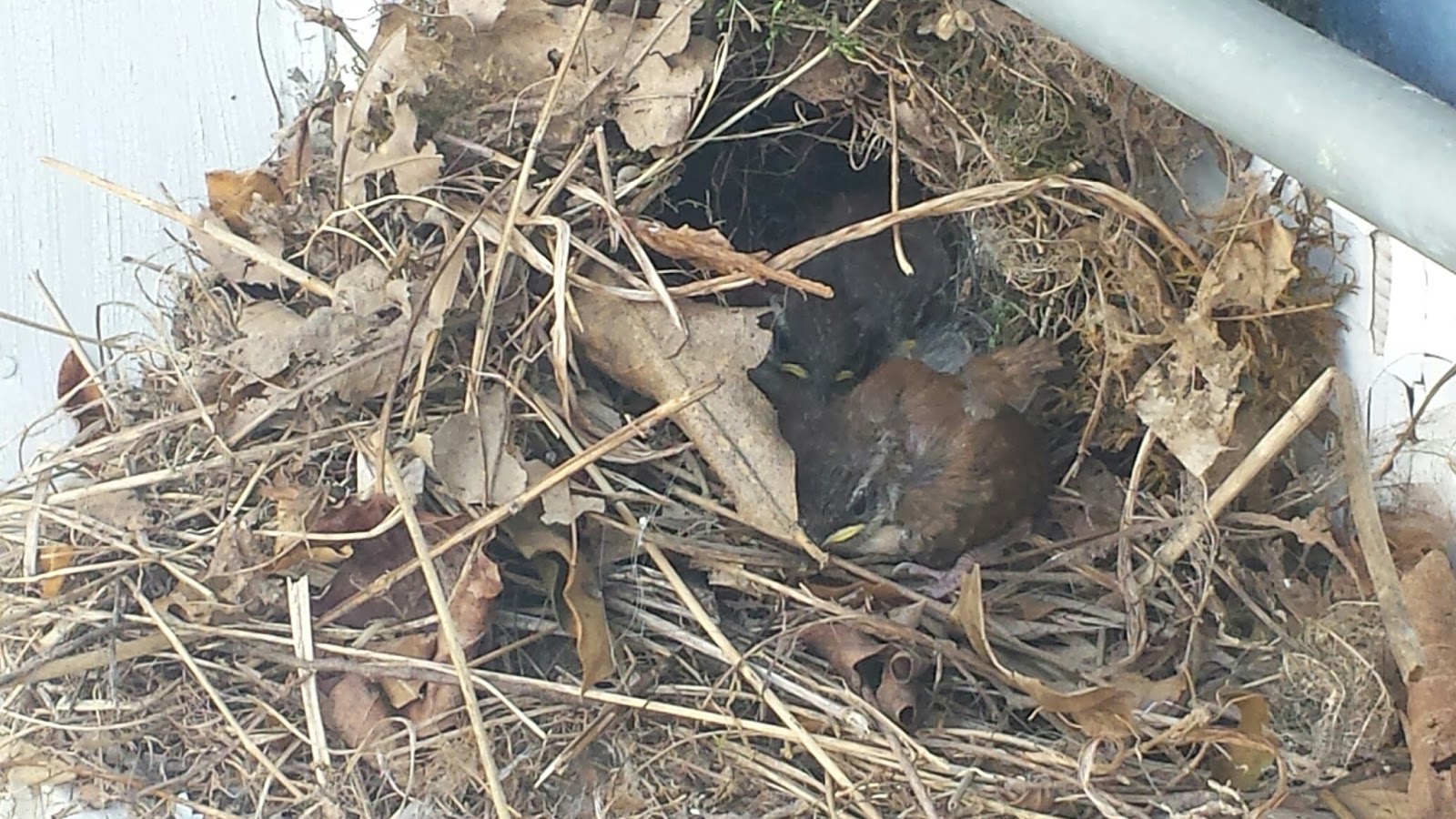 Mad Lab 5 Filming Birds with a Raspberry Pi (Part One)