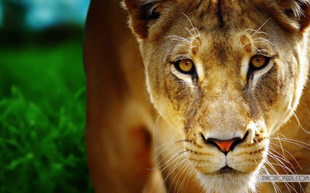 Beautiful Animal Wallpapers High Quality Desktop, iphone and android