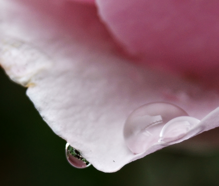 Blog & Fotografie by it's me! - Makroaufnahmen - Makroserie einer rosafarbenen Rose mit Regentropfen [4]