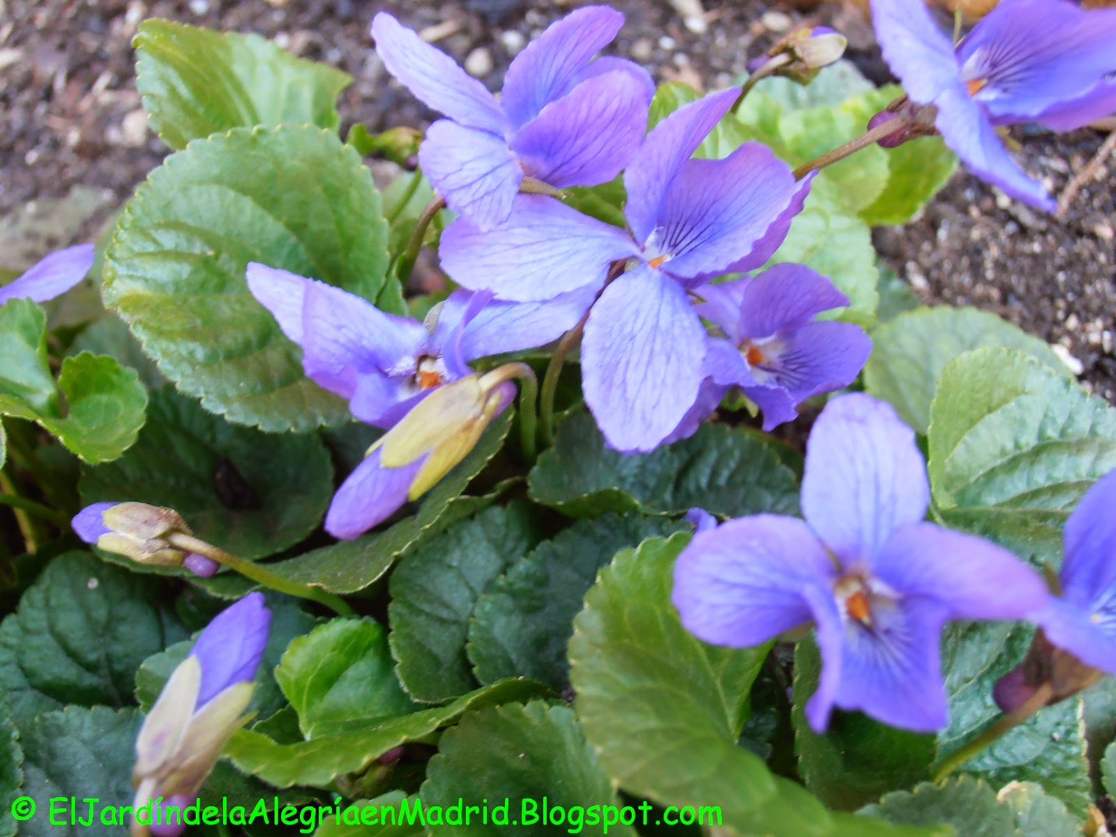 El jardín de la alegría : División por estolones de una mata de violetas (Viola  odorata)