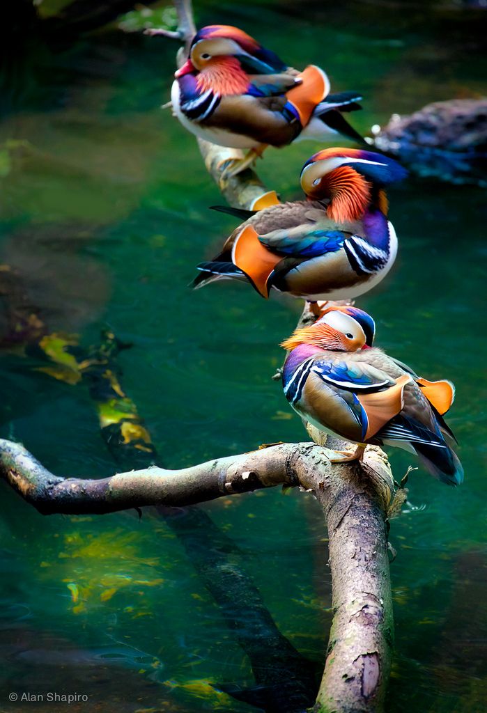 Rainbow Ducks I Love Picz