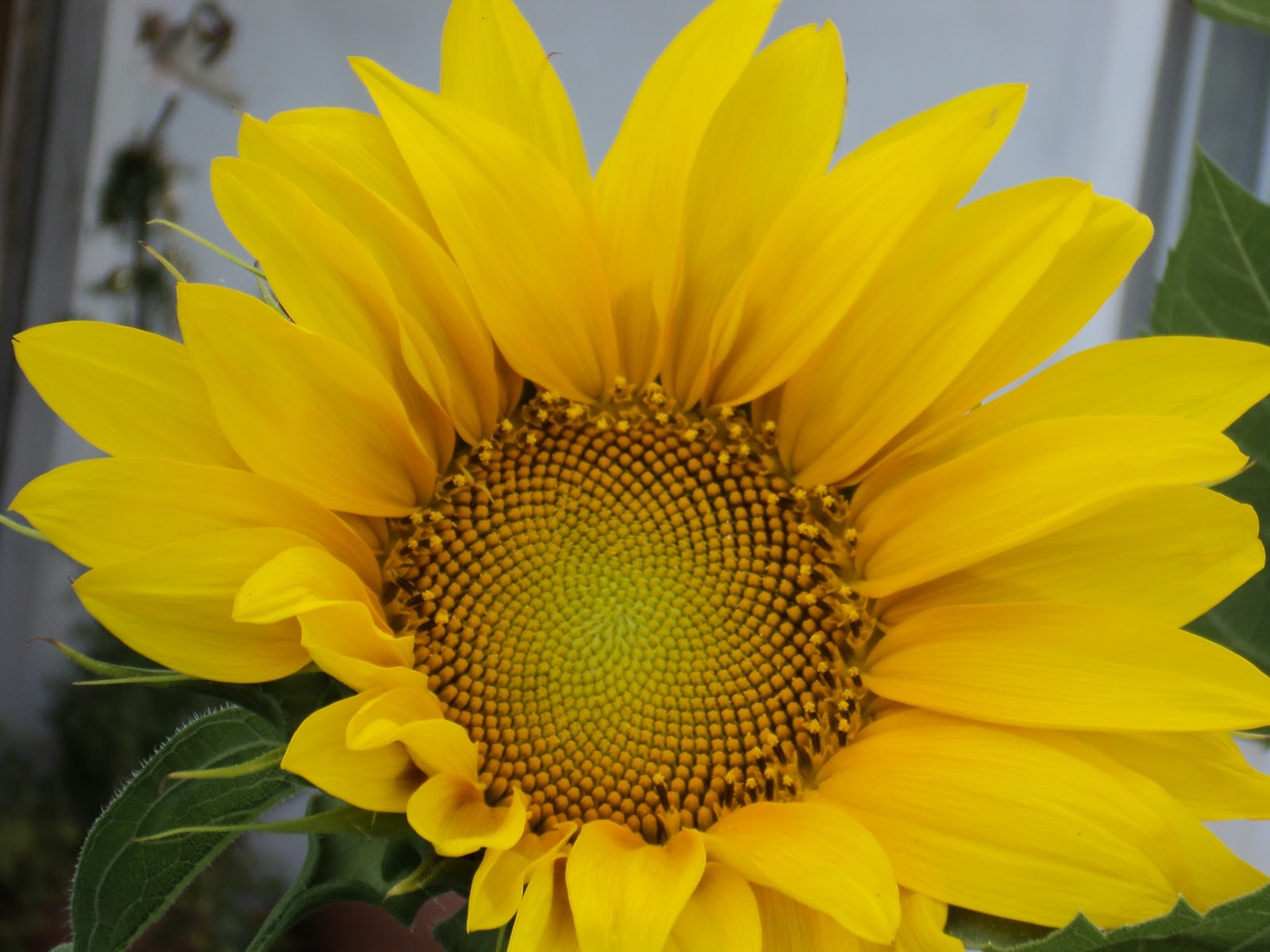 Arte y esencia: Atardecer en el campo de girasoles.