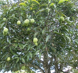 Balik Kampung, A Fruitful Visit | Elephants & Mangoes