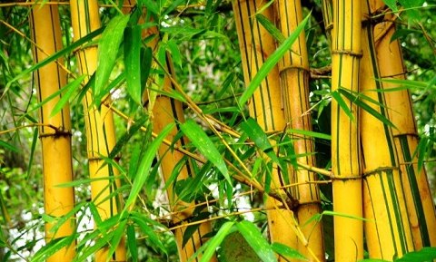Ciri Khusus 6 Jenis Bambu dan Fungsinya/Manfaatnya - Website Pendidikan