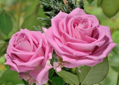 corvet - Купить растения 