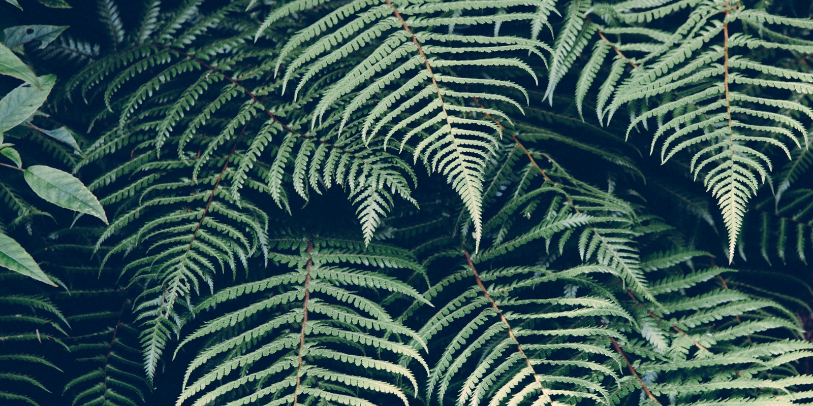 teste-de-ovula-o-de-microsc-pio-com-saliva-m-todo-da-arboriza-o