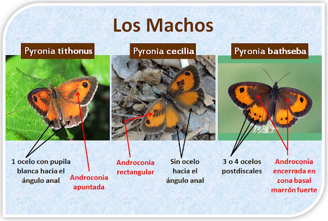 Diferencias entre machos de Pyronia tithonus, Pyronia cecilia y Pyronia bathseba