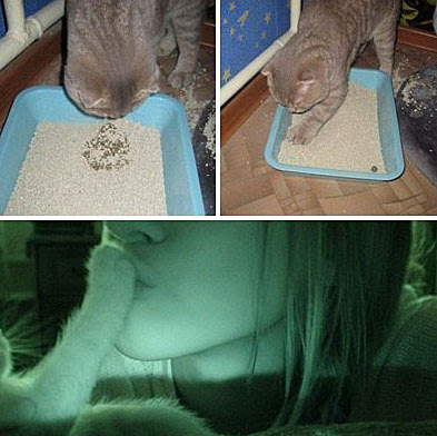 Ekelhafte Bilder lustige Frau - Mädchen mit Katze