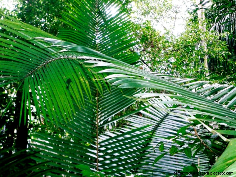 Amazon Rainforest Tree Leaves Amazing Wallpapers