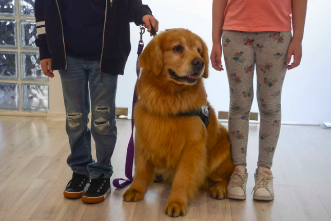 Meet Titan, The First Therapy Dog For Abused Children