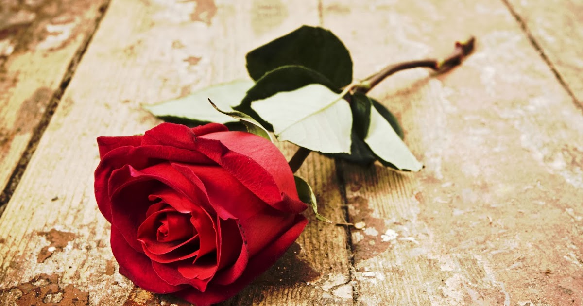 Missing Beats of Life: Happy Rose day (7th February 2014) HD Wallpapers ...