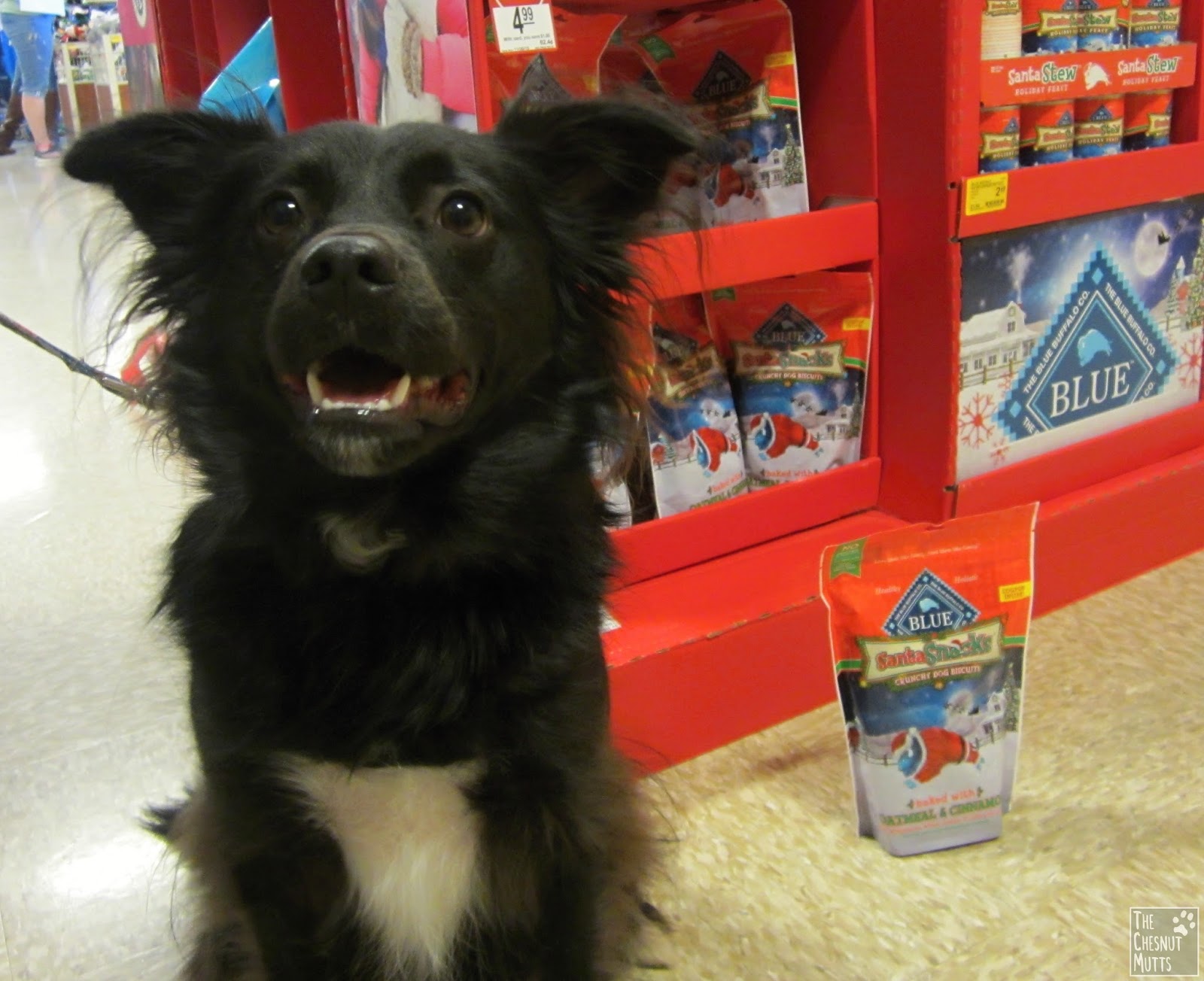 bailey blue dog food