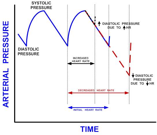 Tutor's Notes: general, cardiovascular, respiratory and renal ...