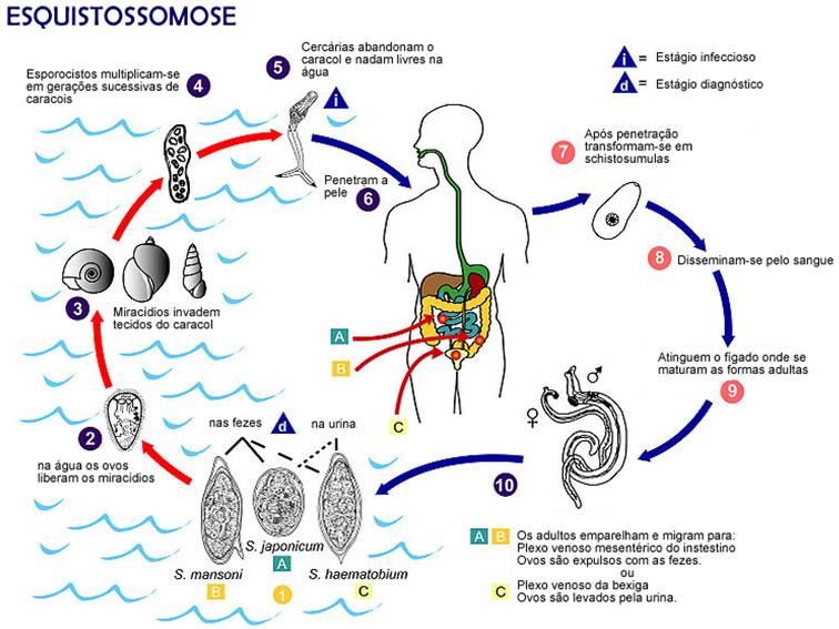 Cite Duas Verminoses Que Envolve Um Ciclo Pulmonar De Contaminação