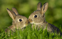 bunny wallpapers rabbits konijnen brown desktop animal poster rabbit achtergronden dieren herbs baionnette tawny coats silk fabric chainimage foto background