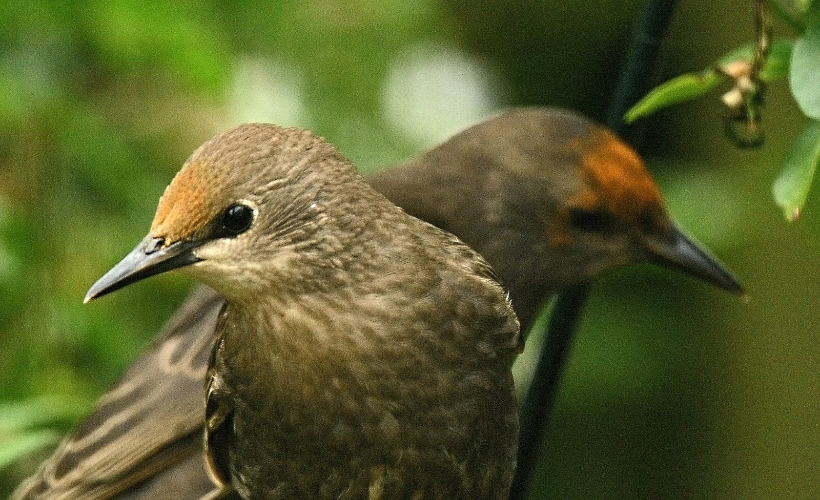 shattered orange angelus