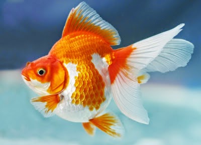  Gambar Ikan Mas  Dunia Binatang