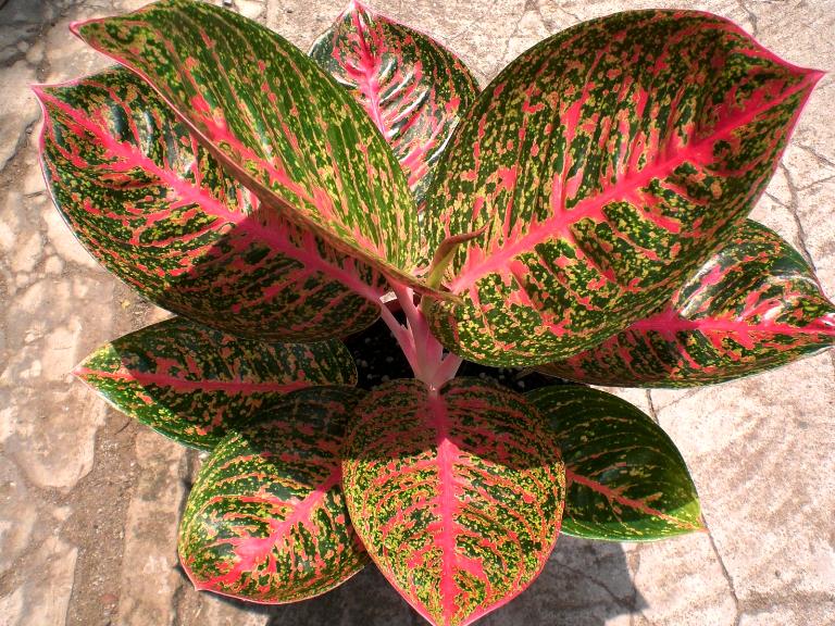 Аглаонема пинк индонезия Аглаонема пинк индонезия