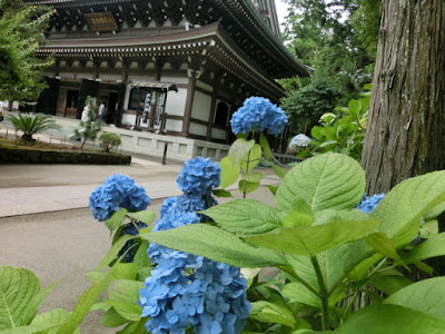 円覚寺のアジサイ