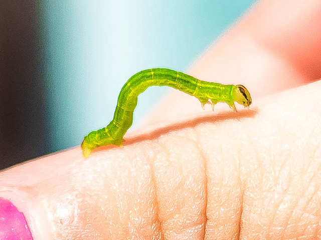 Cankerworms The Hidden Risks You Should Know - 5apjcas