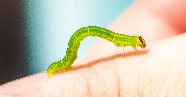 Cankerworms Friend Or Foe To Humans - d3vf25k