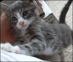 Funny cats - part 335, funny cat gif, best cat picture, cat photos