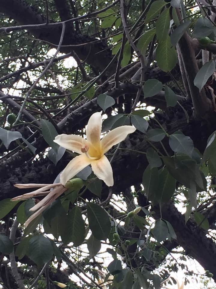 365 Days in Bolivia: April 21, 2017 - The Legend of the Toborochi