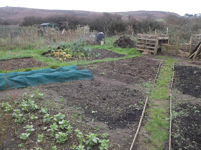 St Ives Cornwall Allotment - December 2015