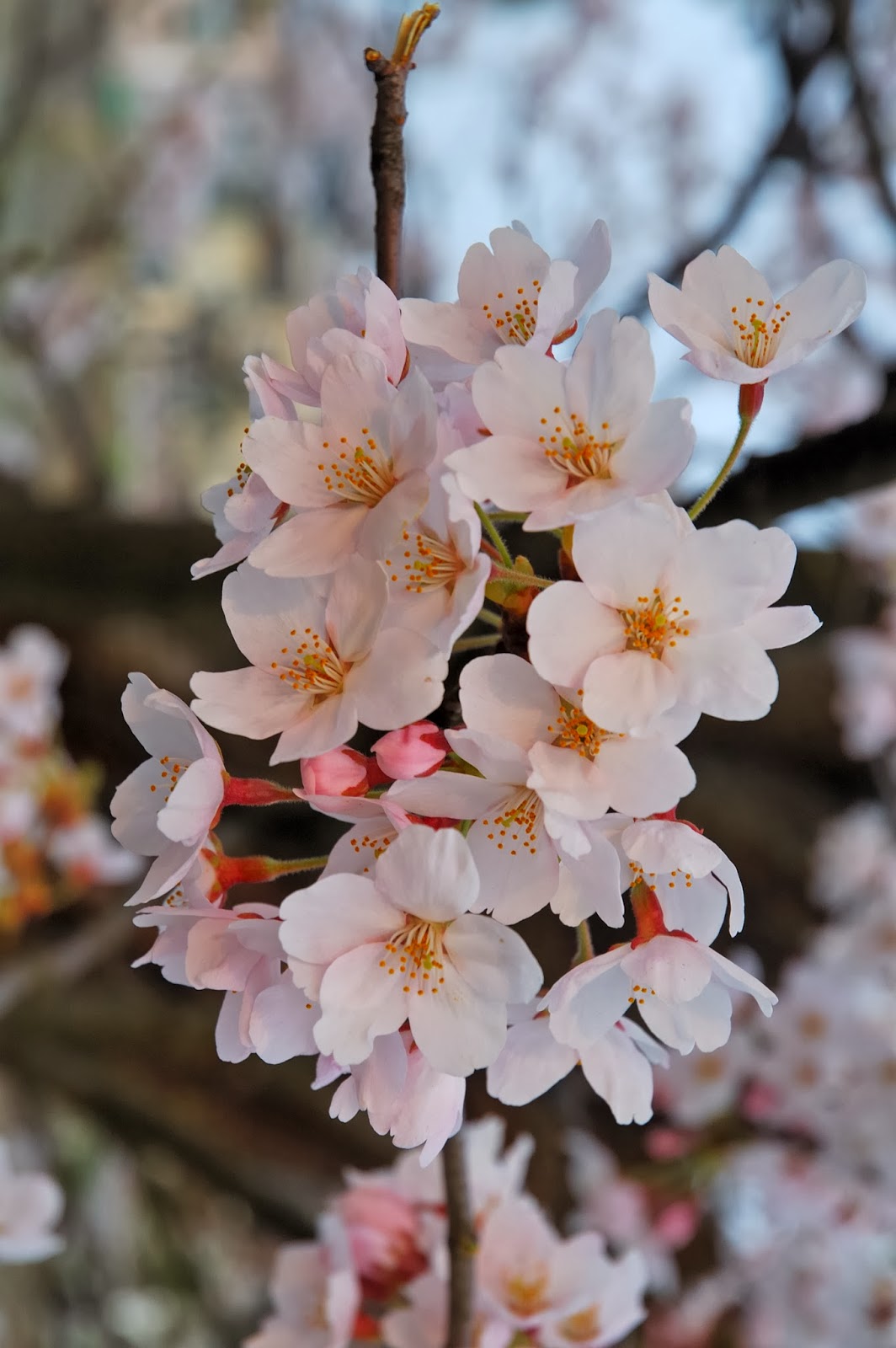  Gambar  Bunga  Sakura 