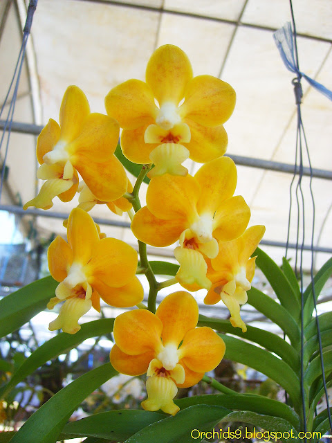 http://3.bp.blogspot.com/-4nILiMvQ4gU/Tw4sm4fEuwI/AAAAAAAABVU/hw6O4avXagw/s1600/Vanda+denisoniana+Orchid+Flowers+Pictures+52.JPG