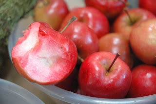 Foraging for wreath fodder makes you look at things in a whole new light.