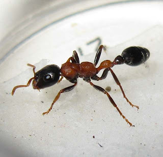 Worker of Tetraponera rufonigra