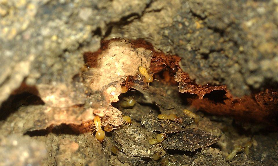 TermitesRus Termite Pest Control Brisbane for a pest free healthy home