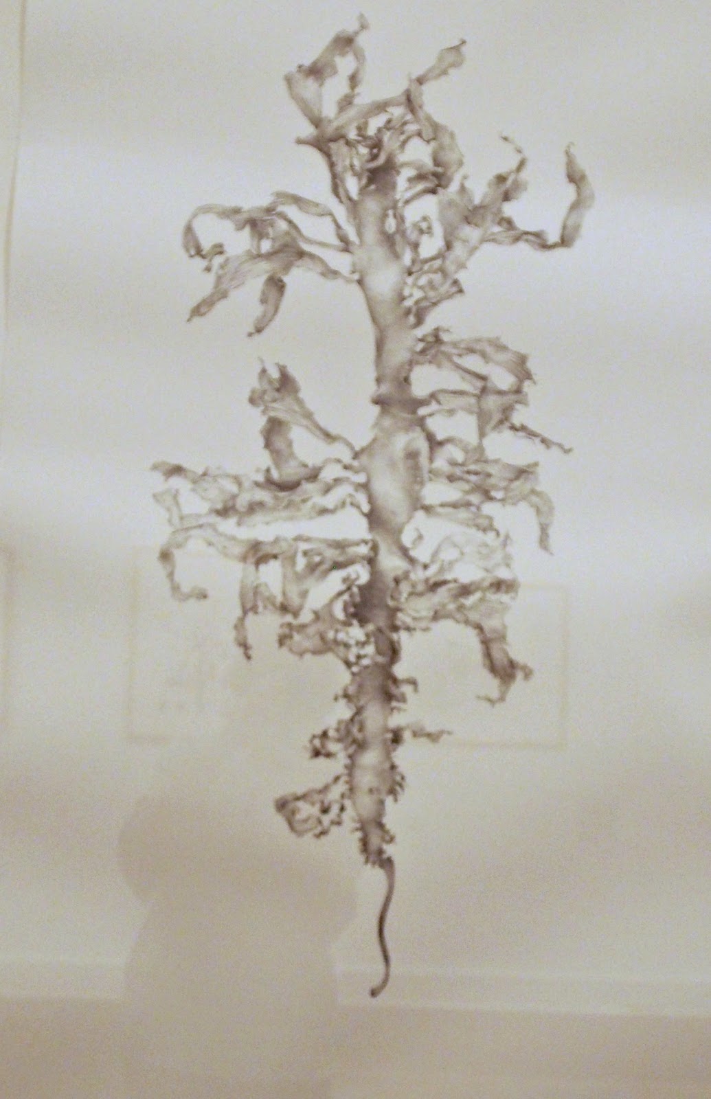 australian botanical art