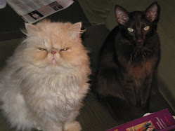 Onze Perzische kater 2000-2016 en JOJO siamees.