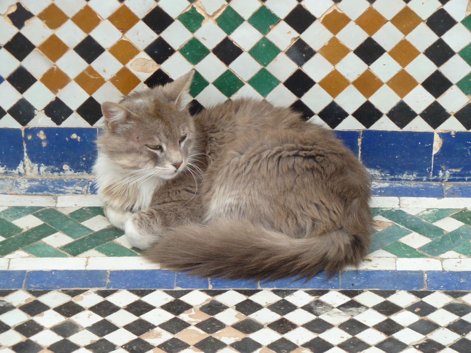 Qaminante Moroccan Cats