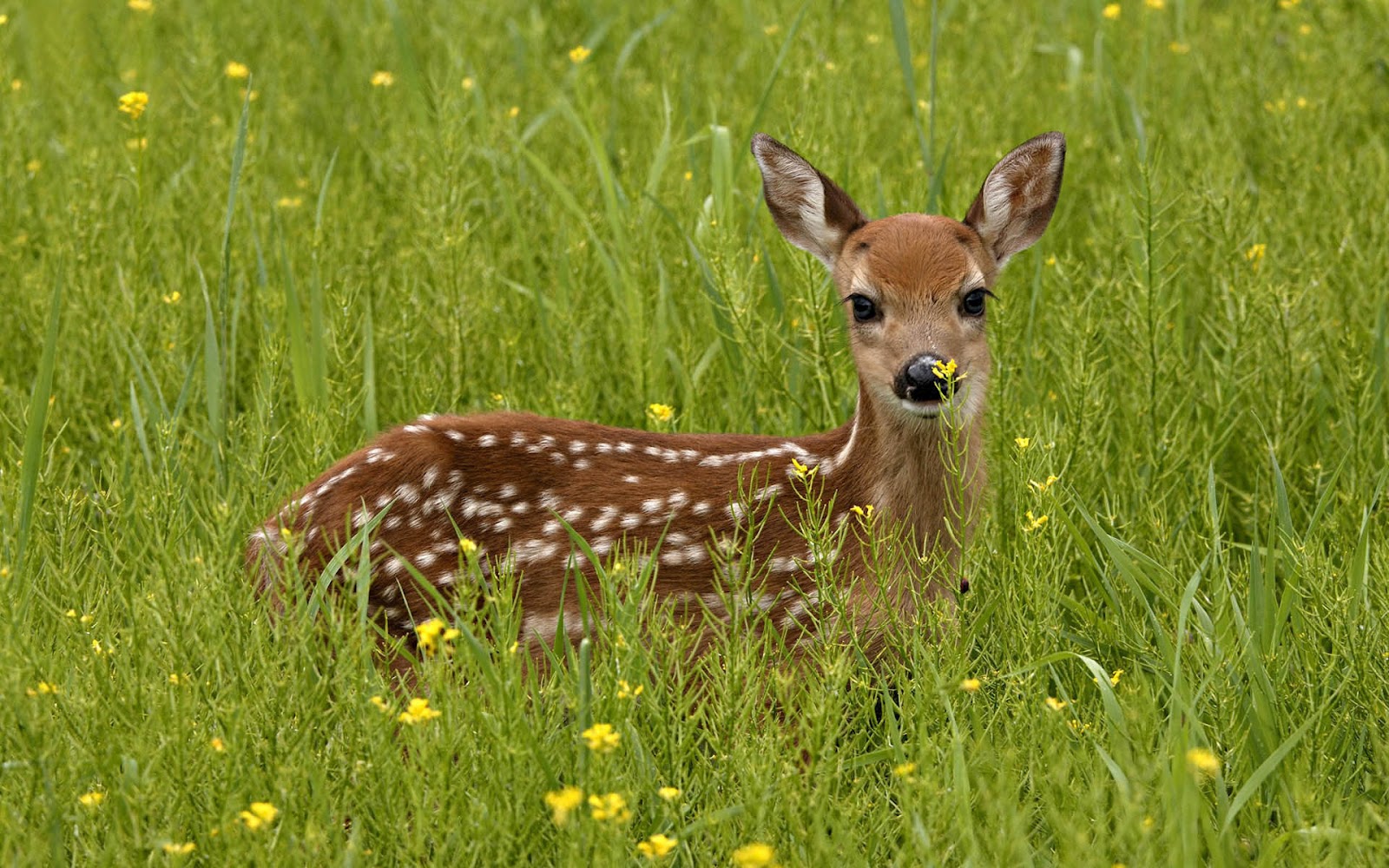 Deer | Deer Wallpapers | Deer hd Wallpapers | Deer Photos | Deer Images