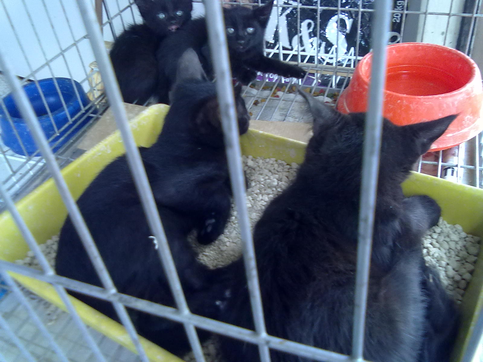 Paiol Pet Shop Cianorte Adote um gatinho